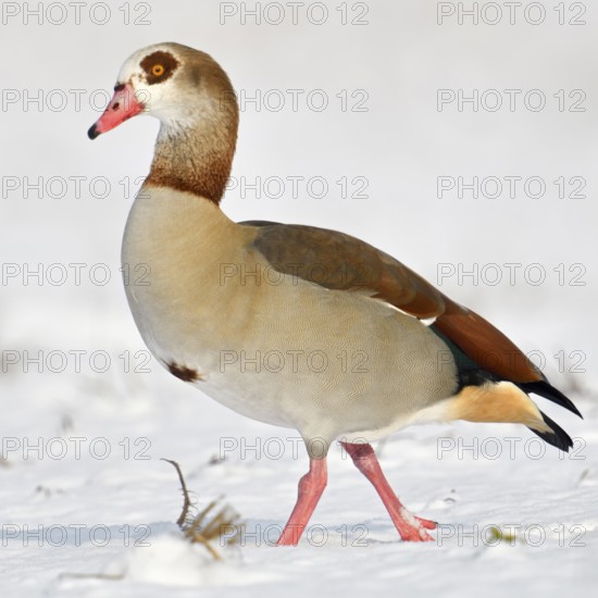 Nile goose (Alopochen aegyptiacus), invasive conspicuous wild goose in Europe, on the Lower Rhine in winter, running across snow-covered farmland, in search of food, wild goose, wild animals, Germany, Europe, Lower Rhine, North Rhine-Westphalia, Western Europe