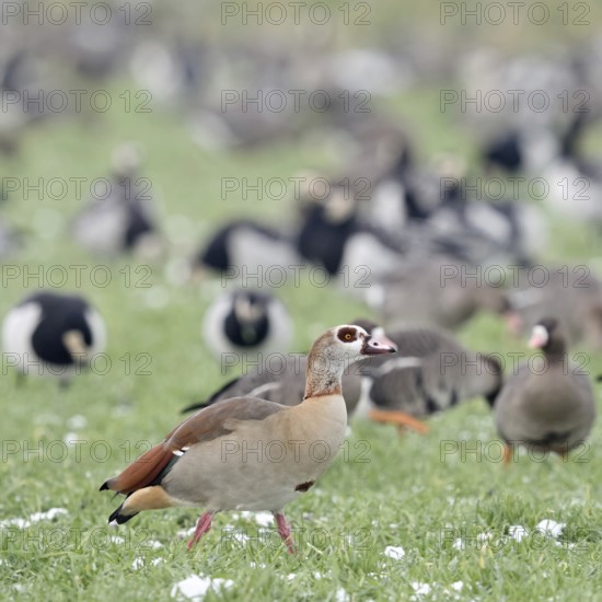 Nile goose (Alopochen aegyptiacus), in winter, invasive species in Western Europe, roosts together with wintering Nordic, Arctic wild geese on farmland, partly in search of food, native wildlife, wildife, Lower Rhine, North Rhine-Westphalia, Germany, Western Europe
