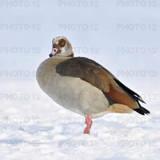 Nile goose (Alopochen aegyptiacus), now widespread wild goose, in winter, in the snow, neozone, invasive species in Germany, despite its origin from Africa, copes surprisingly well with cold temperatures, stands on freshly snow-covered farmland, wildlife, animal world, Lower Rhine, North Rhine-Westphalia, Germany, Western Europe