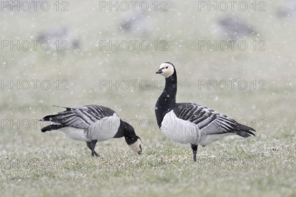 Barnacle geese, white-fronted geese (Branta leucopsis), flock in winter, on a pasture during a snow show during a close-up search, one looks around, secures the surroundings, wildlife, native fauna, Lower Rhine, North Rhine-Westphalia, Germany, Western Europe