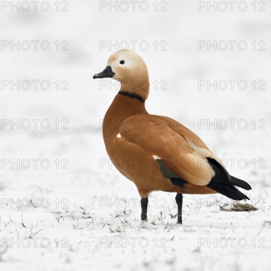 Ruddy-headed goose (Tadorne casarca) in the snow, wild goose, invasive species in Europe, wintering male in breeding plumage, standing on snow-covered farmland on the Lower Rhine, Bislicher Insel nature reserve, wild animal, Lower Rhine, North Rhine-Westphalia, Germany, Western Europe