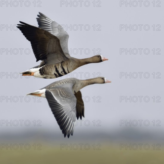Travelling together... White-fronted geese (Anser albifrons) in their winter quarters on the Lower Rhine, Nordic geese, Arctic wild geese in synchronised flight, flying geese, pair, couple, Lower Rhine, Rhineland, North Rhine-Westphalia, Germany, Western Europe