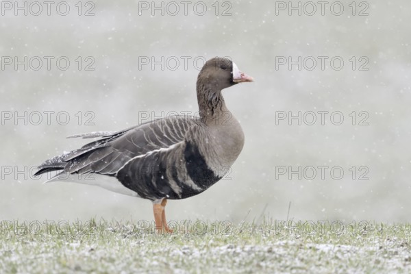 White-fronted goose (Anser albifrons) in winter, during heavy snowfall on the Lower Rhine, northern winter visitor, standing free on a snow-covered meadow, native wildlife, wildlife, Lower Rhine, North Rhine-Westphalia, Germany, Western Europe