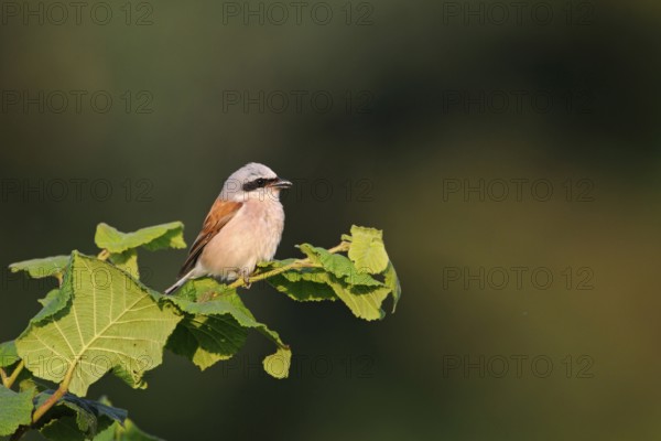 In the evening light... Red-backed shrike (Lanius collurio), colourful male sits in the evening sun on the tip of a branch and sings, rather untypical native songbird, known for occasionally spearing prey on thorns for storage, Lower Rhine, North Rhine-Westphalia, Germany, Western Europe