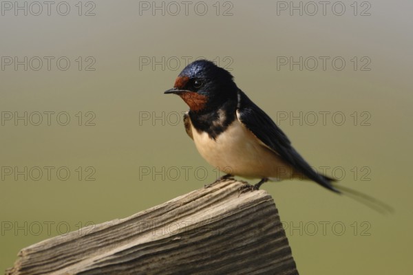 Migratory birds... Barn Swallow (Hirundo rustica), Swallow, well-known native migratory bird sits on a wooden fence shortly after arrival in the summer territory, rests and looks into the surroundings, Lower Rhine, North Rhine-Westphalia, Germany, Western Europe