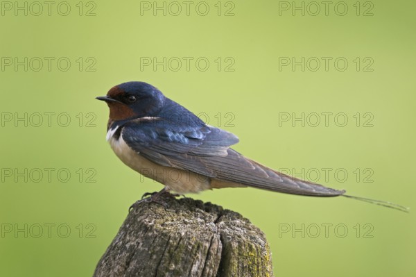 Elegant... Barn Swallow (Hirundo rustica) in summer on the old fence of a paddock in front of the finely dissolved green background of a meadow, typical rural habitat, Münsterland, North Rhine-Westphalia, Germany, Western Europe