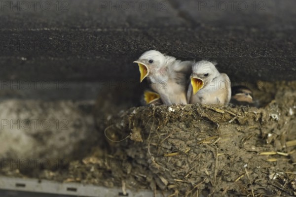 Aggressive begging... Barn Swallow (Hirundo rustica), young swallows, young birds, chicks, baby birds, baby animals in the nest asking for food, opening their beaks wide, including two white barn swallows, leucism, Lower Rhine, North Rhine-Westphalia, Germany, Western Europe