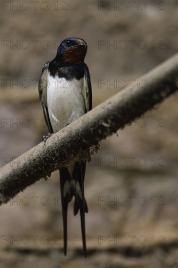 In the old cowshed... Barn Swallow (Hirundo rustica), larger native, widespread swallow with deeply forked tail, likes to breed in cattle sheds, where there are many insects as well as suitable nesting opportunities, typical cultural successor, Lower Rhine, North Rhine-Westphalia, Germany, Western Europe