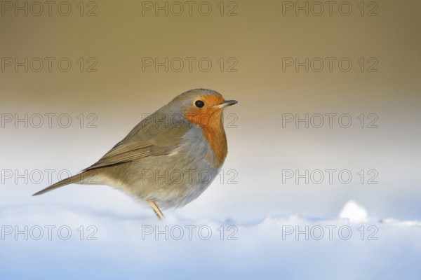 Robin (Erithacus rubecula), well-known songbird with bright red-orange breast sits in the most beautiful light on the ground in the snow, warm colours, native birdlife, wildlife, nature in winter, Lower Rhine, Rhineland, North Rhine-Westphalia, Germany, Western Europe