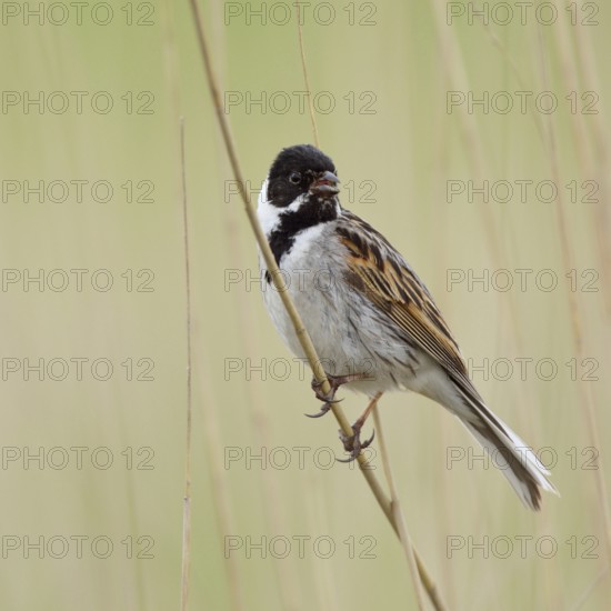 Reed dweller... Reed bunting (Emberiza schoeniclus), male adult bird in breeding plumage, splendour plumage, summer plumage, in typical habitat, sitting on a reed stalk, singing, native songbird, wildlife, Germany, North Rhine-Westphalia, Western Europe