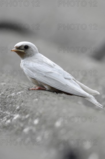 Leucism... white barn swallow (Hirundo rustica), fledged young bird with a genetic defect that prevents the colouring of the plumage, colour formation in the feathers, no albinism, rare freak of nature, Lower Rhine, North Rhine-Westphalia, Germany, Western Europe