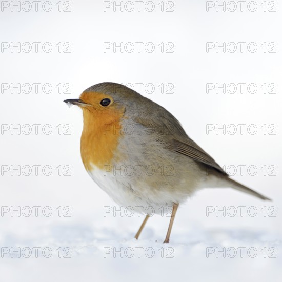 Steadfast... Robin (Erithacus rubecula) in the snow, perhaps the best-known native songbird, present all year round, resident bird, Germany, Western Europe