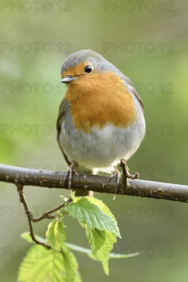 Cute little fellow... Robin (Erithacus rubecula) in spring, popular, almost everywhere common, often not very shy native songbird, can be seen all year round, frequent guest at bird feeders, Lower Rhine, North Rhine-Westphalia, Germany, Western Europe