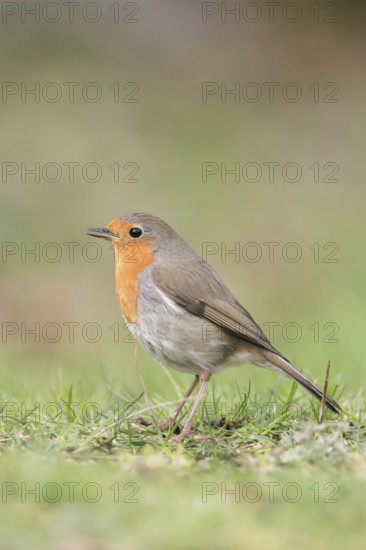 On the lawn in the garden... Robin (Erithacus rubecula) sits on the ground and sings, just as we know and love it, detailed side view, low perspective for a natural image impression, Lower Rhine, North Rhine-Westphalia, Germany, Western Europe