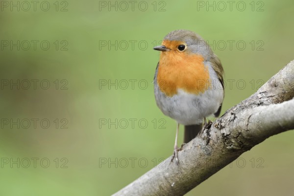 Loved by all... Robins (Erithacus rubecula) are a favourite among native songbirds. With their large dark eyes, funny orange bib and often chubby shape, they look cute and are often only slightly shy, Lower Rhine, North Rhine-Westphalia, Germany, Western Europe