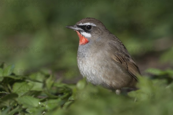 Ornithologically a small sensation... Rubythroat (Luscinia calliope), songbird, exceptional phenomenon, rarity, errant in the Netherlands in 2016, in Central Europe, Hoogwoud, North Holland, Netherlands, Western Europe
