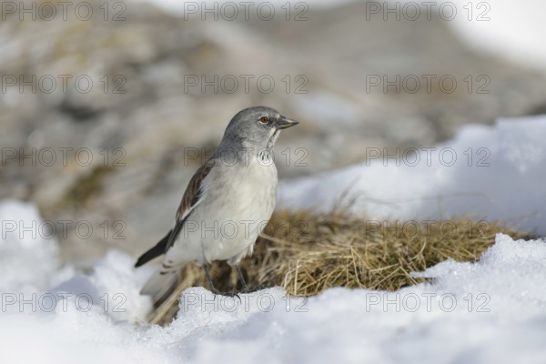 Snow sparrow (Montifringilla nivalis) in typical habitat, high mountains, during snowmelt in spring, wildlife, Valais, Swiss Alps, Switzerland, Western Europe