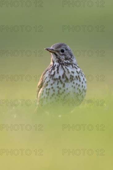 Song artist... Song thrush (Turdus philomelos) on the ground on grass, attentively watching over the surroundings, well-known songbird, native almost everywhere in Germany, frontal shot from a low, natural-looking perspective, Lower Rhine, North Rhine-Westphalia, Germany, Western Europe