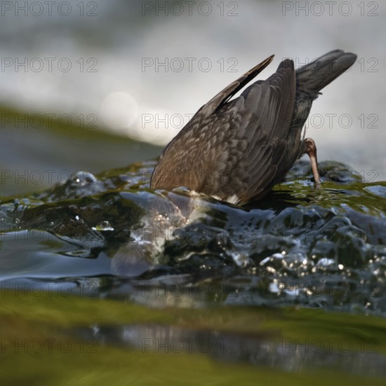On a dive... White-throated Dipper (Cinclus cinclus), diving dipper searching for food, highly specialised native bird, Lower Rhine, North Rhine-Westphalia, Germany, Western Europe