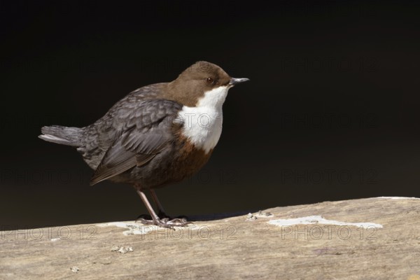 In profile... White-throated Dipper (Cinclus cinclus) presents itself in fine light from its best side, very detailed shot of this remarkable native songbird that can also dive, Lower Rhine, North Rhine-Westphalia, Germany, Western Europe