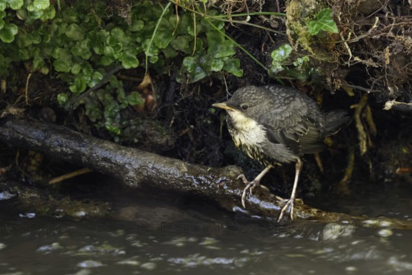 Just fledged... White-throated Dipper (Cinclus cinclus), just fledged young bird, chick, offspring hiding under the embankment from predators, seems insecure, helpless, Lower Rhine, North Rhine-Westphalia, Germany, Western Europe