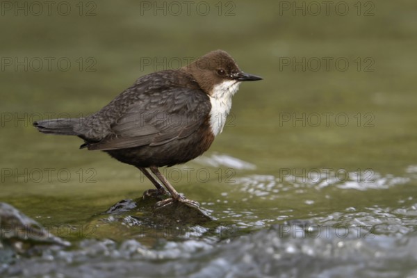 Adapted to their habitat... White-throated Dipper (Cinclus cinclus) standing on a stone in the middle of the water, the only native songbird that can also dive, Lower Rhine, North Rhine-Westphalia, Germany, Western Europe