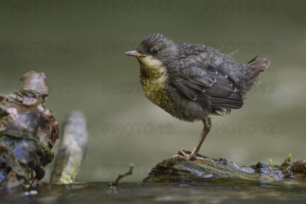 At eye level... White-throated Dipper (Cinclus cinclus), just fledged young bird stands waiting on a stone in the middle of the riverbed, probably hoping for food, young dippers must quickly become independent, detailed close-up, Lower Rhine, North Rhine-Westphalia, Germany, Western Europe