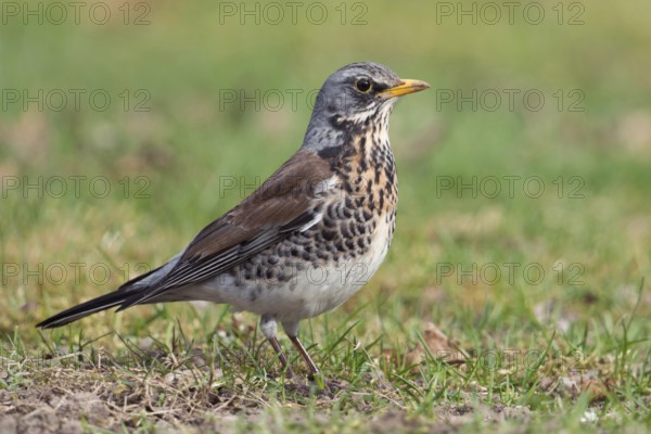In breeding plumage... Juniper thrush (Turdus pilaris), well-known native songbird, thrush foraging on a lawn, Lower Rhine, North Rhine-Westphalia, Germany, Western Europe