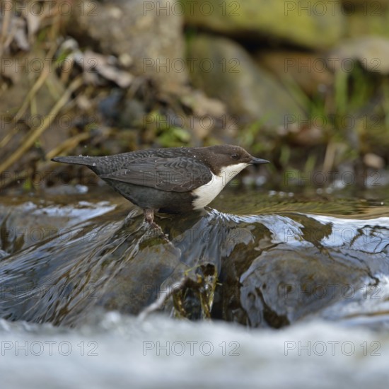 In the habitat... White-throated Dipper (Cinclus cinclus) hunts for insects and other food in the fast-flowing, clear water of a stream, small river, native birdlife, wildlife, Sauerland, North Rhine-Westphalia, Germany, Western Europe