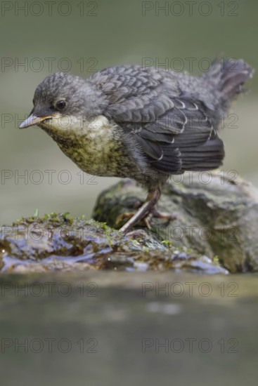 Foraging for food... White-throated Dipper (Cinclus cinclus), just fledged young bird foraging for food between stones in the river bed, young dippers must quickly become independent, are not cared for for long, detailed close-up, Lower Rhine, North Rhine-Westphalia, Germany, Western Europe