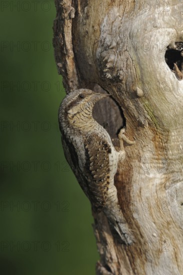 At the entrance to its breeding den... Wryneck (Jynx torquilla), rare woodpecker species, at a natural tree cavity, woodpecker cavity in a rotten tree, perfect camouflage, camouflaged, camouflage plumage, North Rhine-Westphalia, Germany, Western Europe