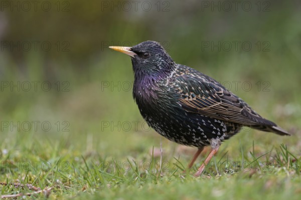 In the garden at home and in meadows and fields... Starling (Sturnus vulgaris), wonderfully shimmering, colourful plumage, one of the best-known native songbirds, widespread in Germany, Lower Rhine, North Rhine-Westphalia, Germany, Western Europe