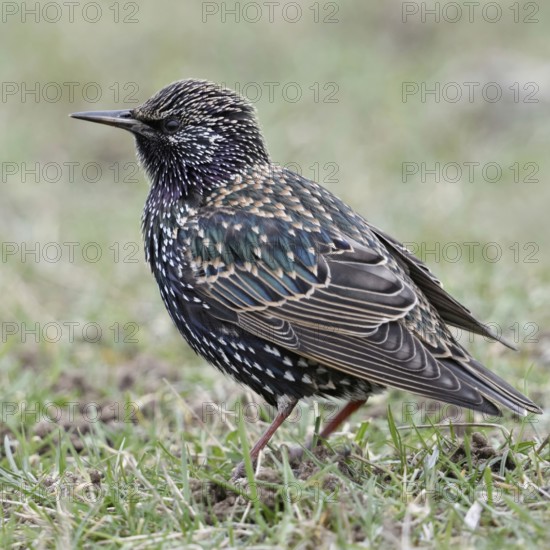 In the meadows of the Lower Rhine... Starling (Sturnus vulgaris) sitting on the ground in the grass, beautifully marked, almost everywhere native, well-known songbird, Lower Rhine, North Rhine-Westphalia, Germany, Western Europe