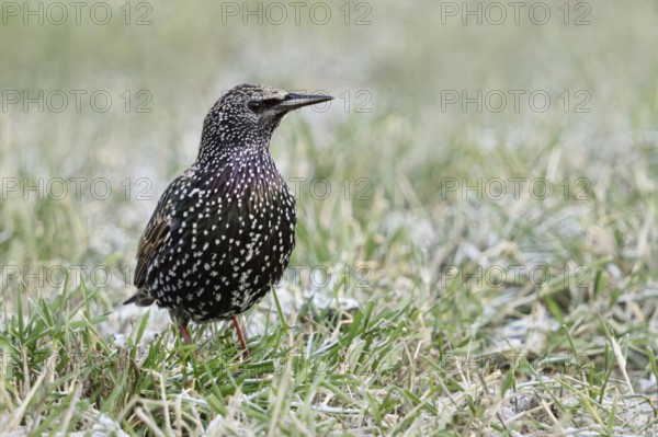 Starling (Sturnus vulgaris) in winter, sitting, standing in a meadow, in frosty grass, snow remains, well-known, common songbird, known as a migratory bird, but increasingly also winters here as a resident bird, wildlife, Lower Rhine, North Rhine-Westphalia, Germany, Western Europe