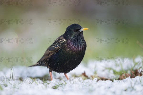 Suspicious... Starling (Sturnus vulgaris), well-known native, widespread songbird sits in a meadow in the snow after a late onset of winter, looking around, southern Sweden, Sweden, Scandinavia, northern Europe