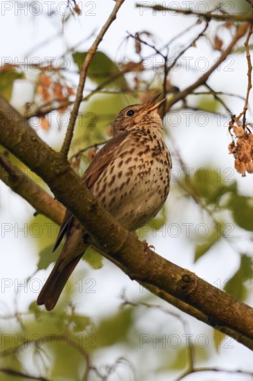 High up in the tree... Song thrush (Turdus philomelos) sings its persistent song, impressive bird song, North Rhine-Westphalia, Germany, Western Europe
