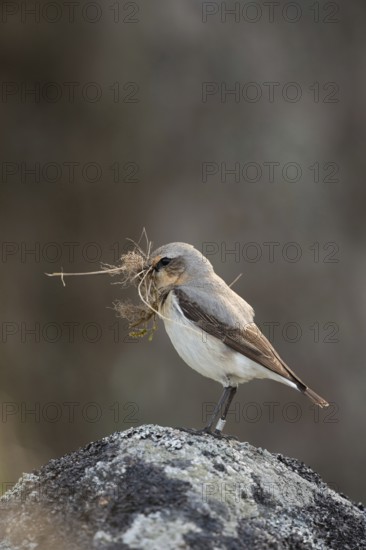 With nesting material in its beak... Wheatear (Oenanthe oenanthe), long-distance migrant, winters in Africa, Sweden, northern Europe
