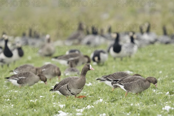 Flocks of geese... White-fronted geese (Anser albifrons), associated with white-fronted geese (Branta leucopsis), also known as barnacle geese, wild geese in a meadow on the Lower Rhine, their large numbers and appetite cause feeding damage, crop failures on meadows and fields, Lower Rhine, North Rhine-Westphalia, Germany, Western Europe