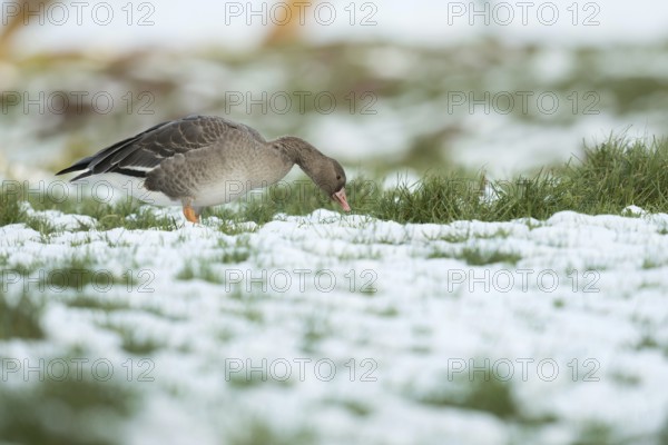 Wintering... White-fronted goose (Anser albifrons), arctic wild goose as a winter guest on the Lower Rhine eats its fill in snowy conditions, typical picture of a grazing wild goose, Bislicher Insel, Wesel district, Lower Rhine, North Rhine-Westphalia, Germany, Western Europe