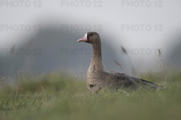 On the Lower Rhine... White-fronted goose (Anser albifrons), winter visitor, arctic wild goose in a meadow on Bislicher Insel, Wesel district, Lower Rhine, North Rhine-Westphalia, Germany, Western Europe