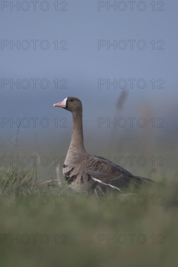 White-fronted goose (Anser albifrons), adult animal, winter visitor, arctic wild goose in a meadow on Bislicher Insel, soft, strong colours, deep appealing perspective at eye level, Wesel district, Lower Rhine, North Rhine-Westphalia, Germany, Western Europe