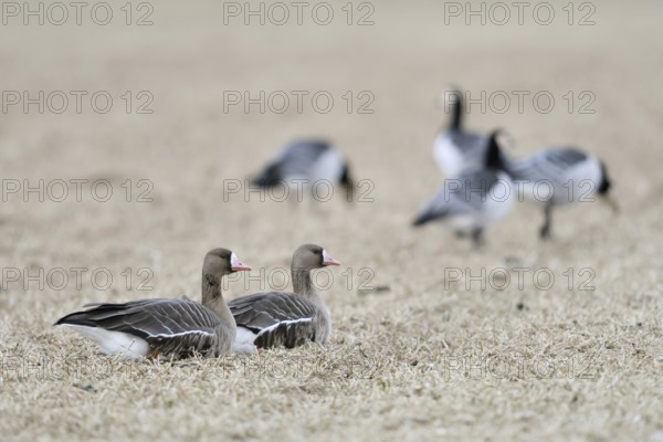 Various wild geese... White-fronted Geese (Anser albifrons) and White-fronted Geese Barnacle Geese (Branta leucopsis), winter guests on the Lower Rhine, typical picture, Kleve district, Lower Rhine, North Rhine-Westphalia, Germany, Western Europe