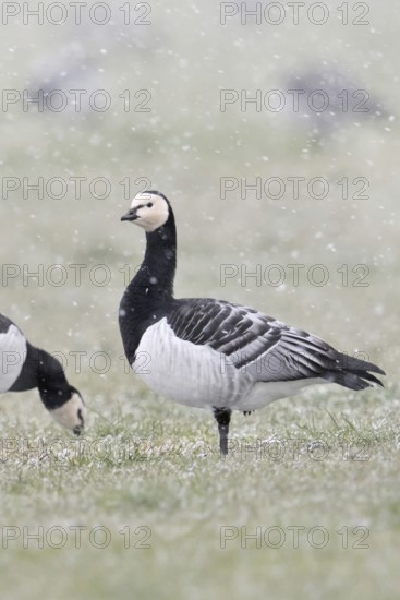 Barnacle geese, white-fronted geese (Branta leucopsis), flock in winter, on a pasture during a snow shower while looking for food, one looks around, secures the surroundings, wildlife, native wildlife, Europe, Lower Rhine, North Rhine-Westphalia, Germany, Western Europe