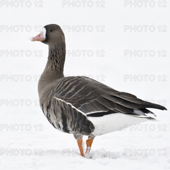 White-fronted goose (Anser albifrons), wild goose on the Lower Rhine, winter visitor from the Arctic, on snow-covered farmland, walking through snow, looking back, wildlife, wild animal, Europe, Xanten, North Rhine-Westphalia, Germany, Western Europe