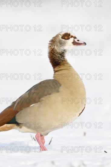 Egyptian goose (Alopochen aegyptiacus) in winter on the Lower Rhine, in the snow, standing on freshly snow-covered farmland, invasive species, copes surprisingly well with cold temperatures despite its origin from Africa, neozoon, native fauna, wildlife, Lower Rhine, North Rhine-Westphalia, Rhineland, Germany, Western Europe