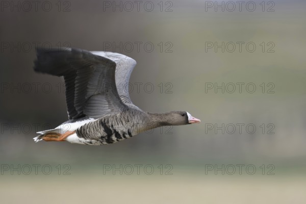 Fast flight... White-fronted goose (Anser albifrons) on the Lower Rhine, White-fronted geese, like all wild geese, are very persistent and also fast fliers, flying thousands of kilometres on their journeys, Lower Rhine, North Rhine-Westphalia, Germany, Western Europe