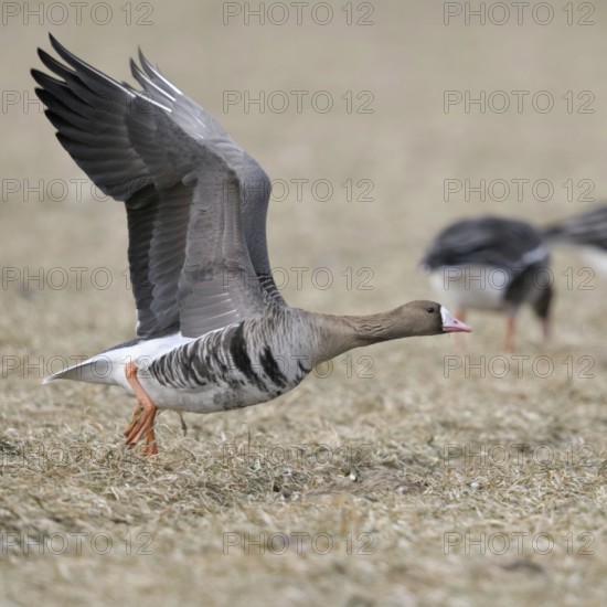 With a run-up... White-fronted goose (Anser albifrons), northern wild goose, wintering on the Lower Rhine, Germany takes off with a run-up for departure, numerous arctic wild geese winter on the coasts of the North Sea and Baltic Sea as well as inland in Western Europe, Lower Rhine, Rhineland, North Rhine-Westphalia, Germany, Western Europe