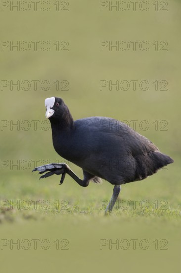 Show me your feet... Eurasian Coot (Fulica atra), coot runs over land, has to lift its large, webbed feet high, looks funny, funny chicken, chicken, native birdlife, wildlife, nature, Lower Rhine, Rhineland, Cologne Bay, Regier, North Rhine-Westphalia, Germany, Western Europe
