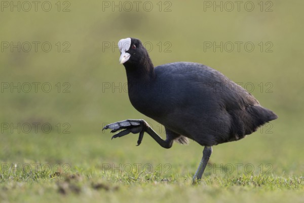 Show me your feet... Eurasian Coot (Fulica atra), coot runs over land, has to lift its large, webbed feet high, looks funny, funny chicken, chicken, native birdlife, wildlife, nature, Lower Rhine, Rhineland, Cologne Bay, Regier, North Rhine-Westphalia, Germany, Western Europe