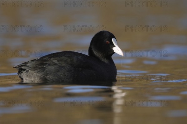 Pretty to look at... Eurasian Coot rail (Fulica atra) or coot, well-known conspicuous water bird, to be found on many waters, named after the white horn shield on the head, native birdlife, wildlife, nature, Rhineland, Cologne Bay, North Rhine-Westphalia, Germany, Western Europe
